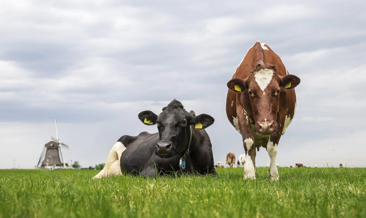 FrieslandCampina continúa en septiembre con el precio de la leche en 62,75 euros/100 kg