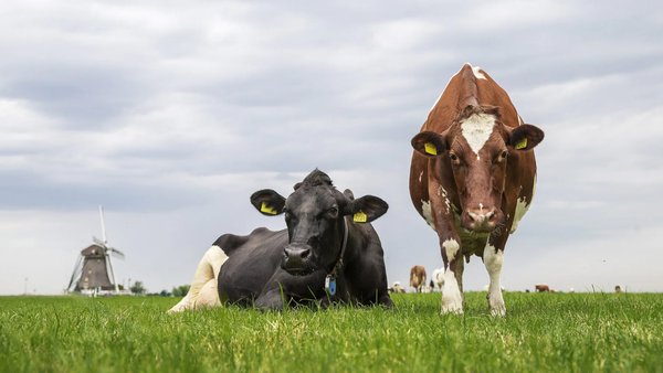 FrieslandCampina continúa en septiembre con el precio de la leche en 62,75 euros/100 kg