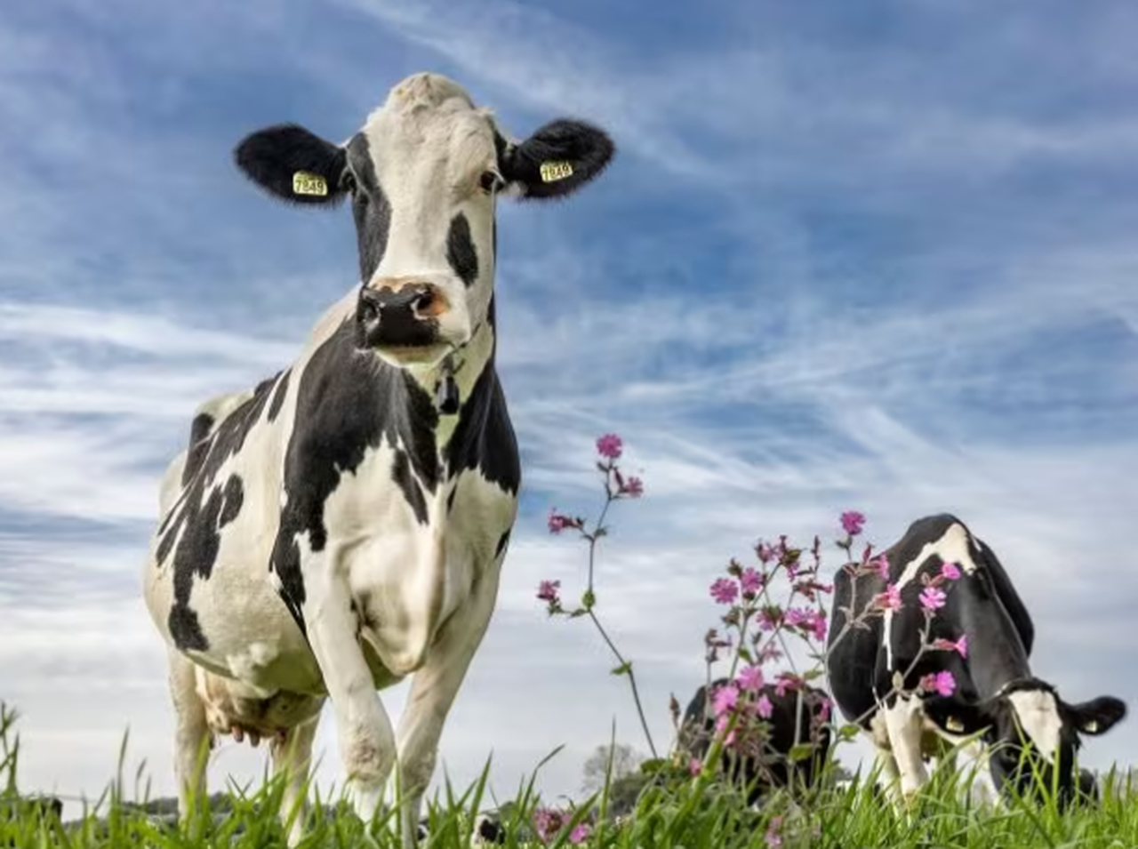 Se para el descenso de los precios de la leche en Holanda
