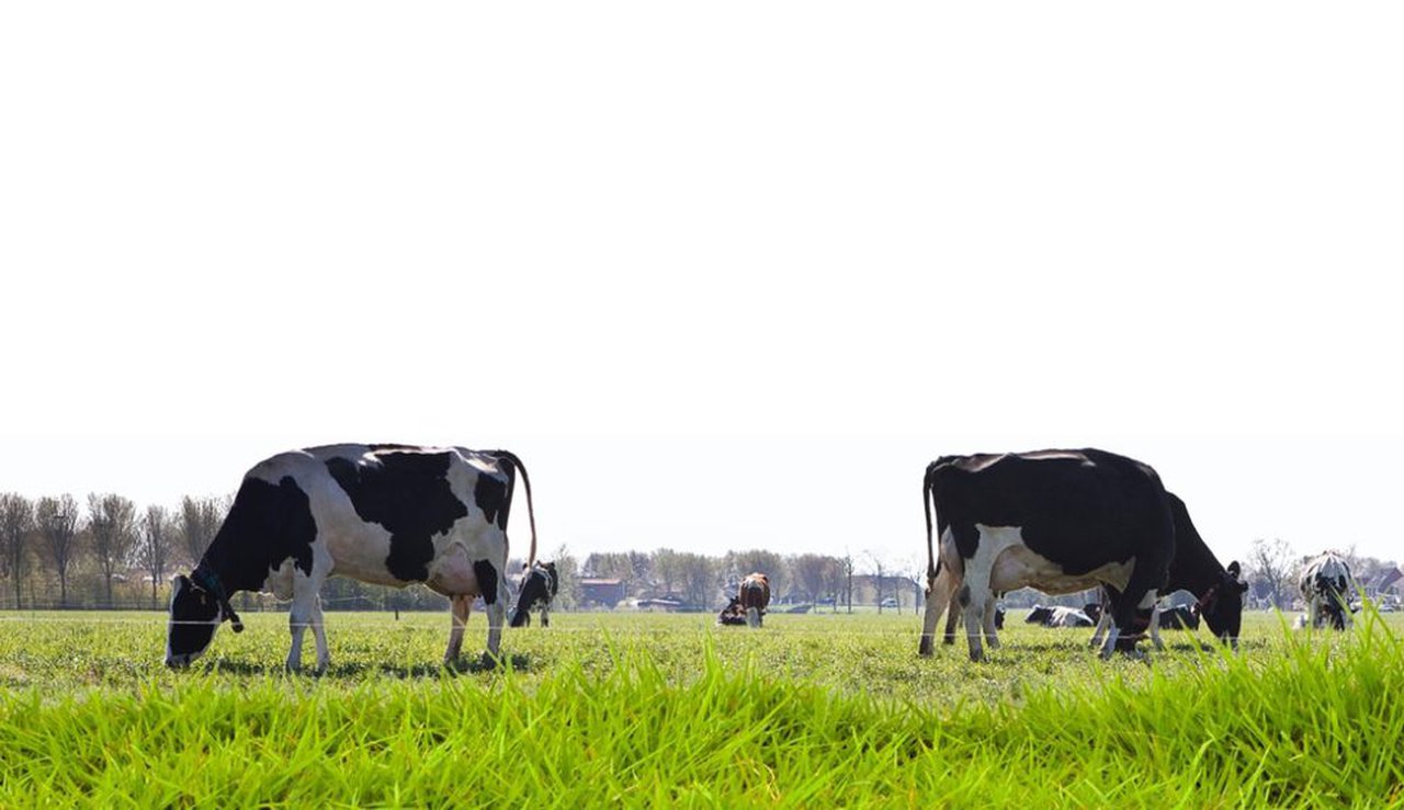 FrieslandCampina sube cuatro euros su precio garantizado para el mes de junio