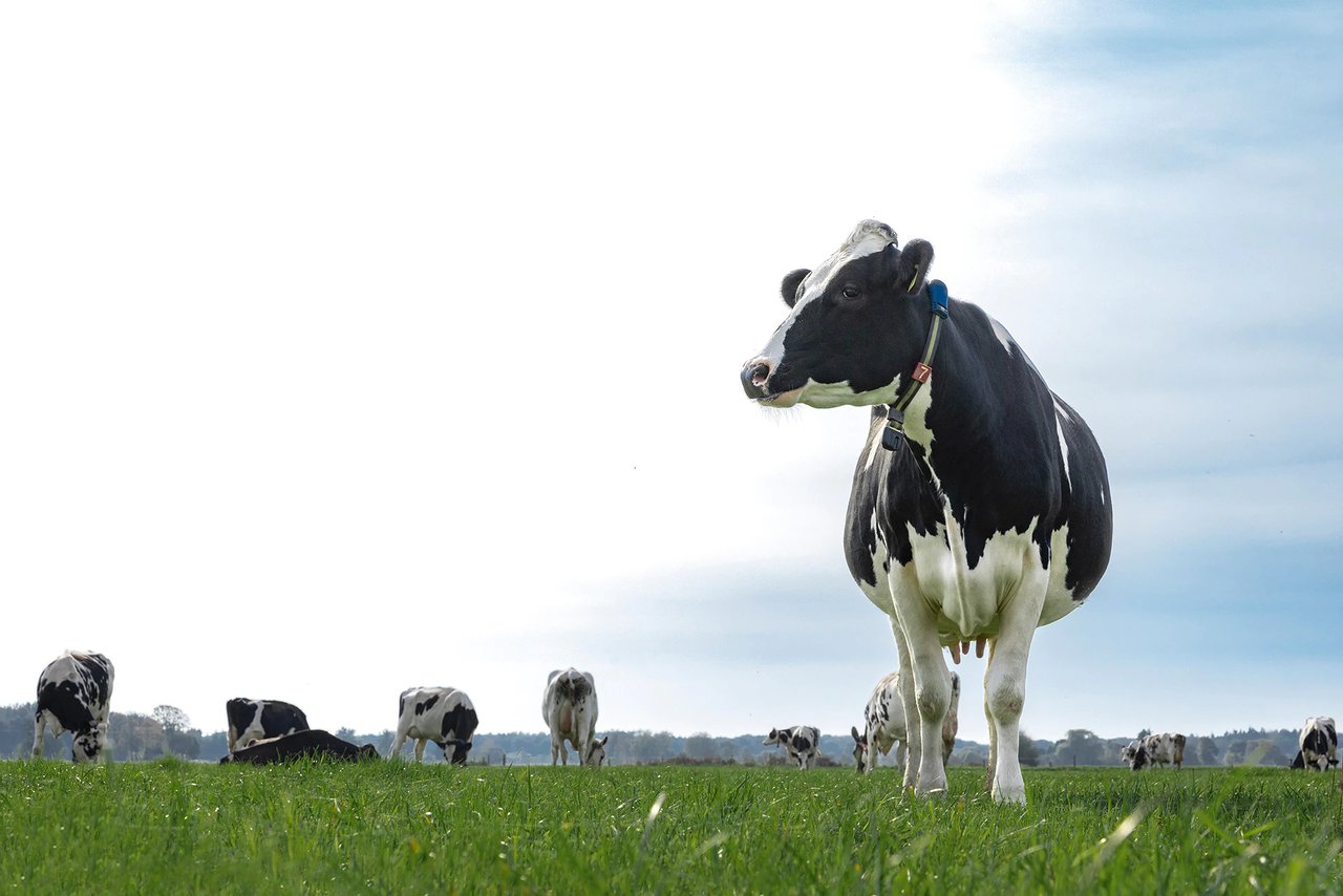 FrieslandCampina mantiene el precio de 62,25 €/100 kg de leche en noviembre