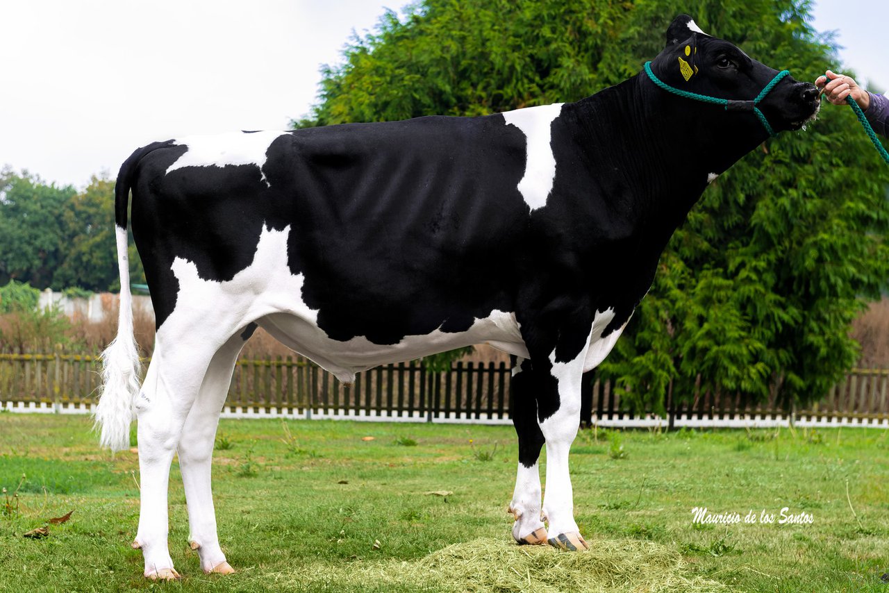 Destacadas posiciones de los toros de Xenética Fontao en los rankings europeos
