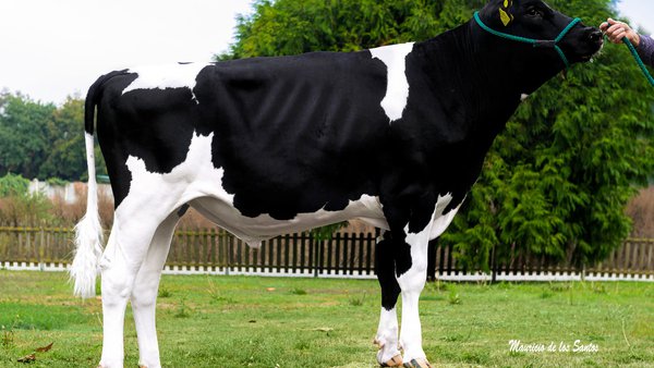 Destacadas posiciones de los toros de Xenética Fontao en los rankings europeos