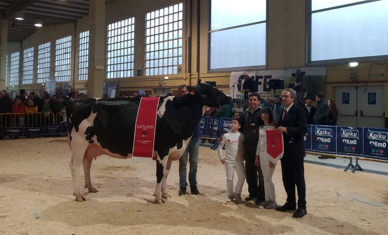 La vaca gran campeona de Euskal Herria es Planillo Lauthority Leire
