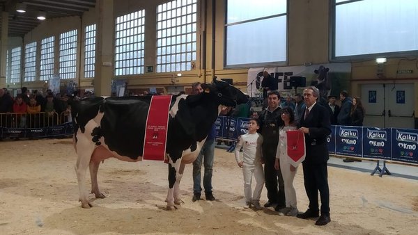 La vaca gran campeona de Euskal Herria es Planillo Lauthority Leire