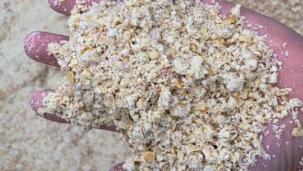 El grano húmedo de maíz: análisis económico de su introducción en la dieta de las vacas lecheras