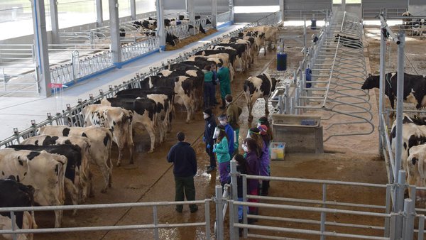 La práctica, una dimensión esencial para la Facultad de Veterinaria de Lugo