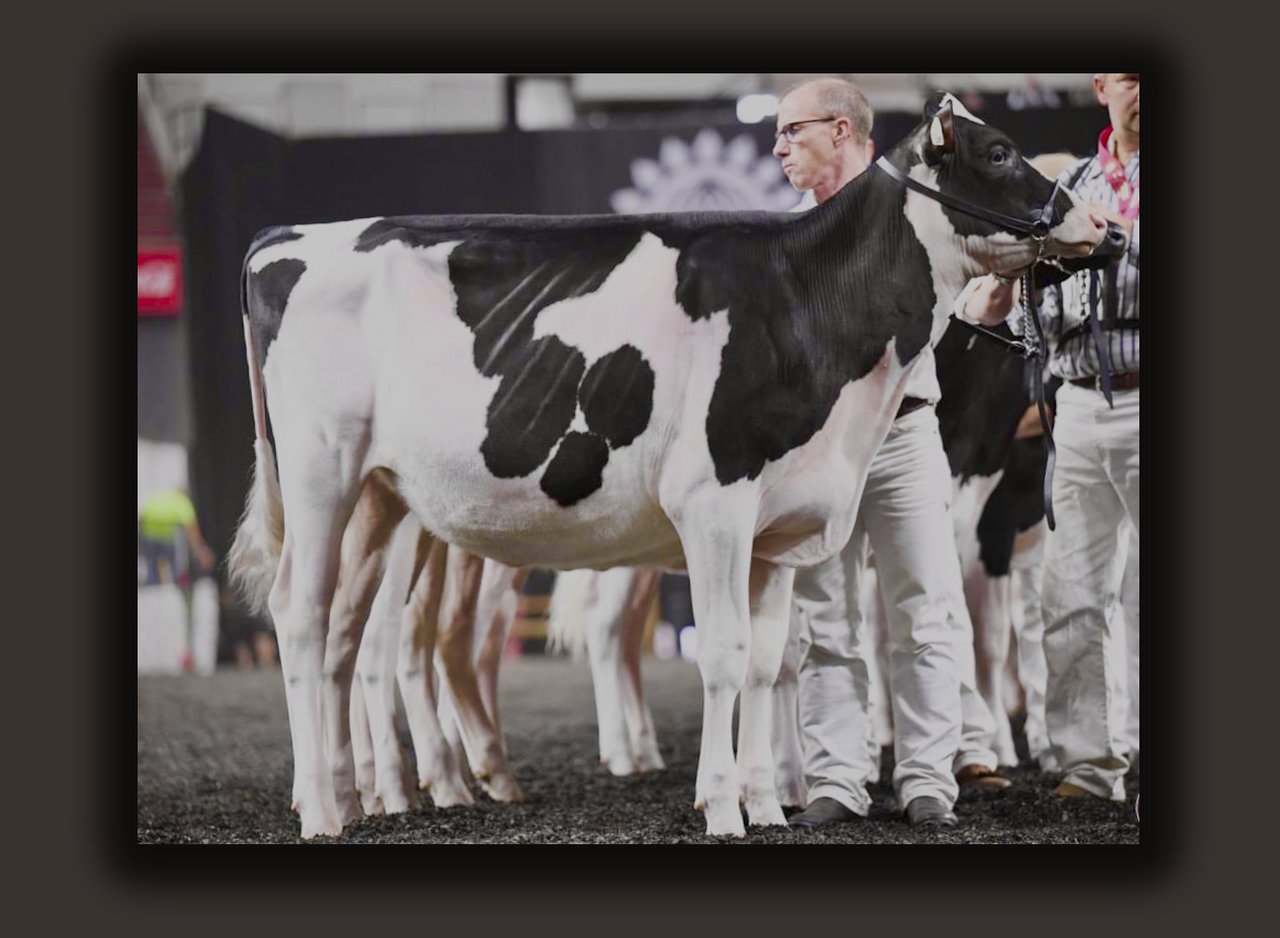 Karnview Haniko Juliet, hija del toro de Ascol Haniko, primera de su clase en Madison