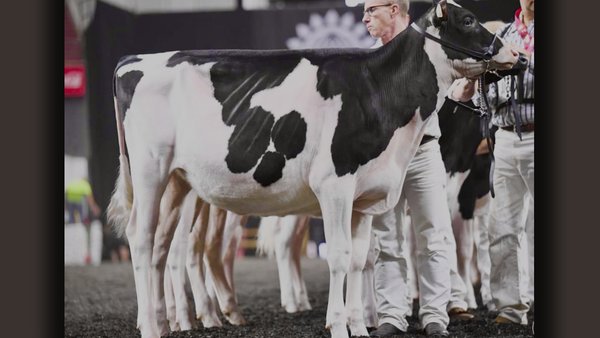 Karnview Haniko Juliet, hija del toro de Ascol Haniko, primera de su clase en Madison
