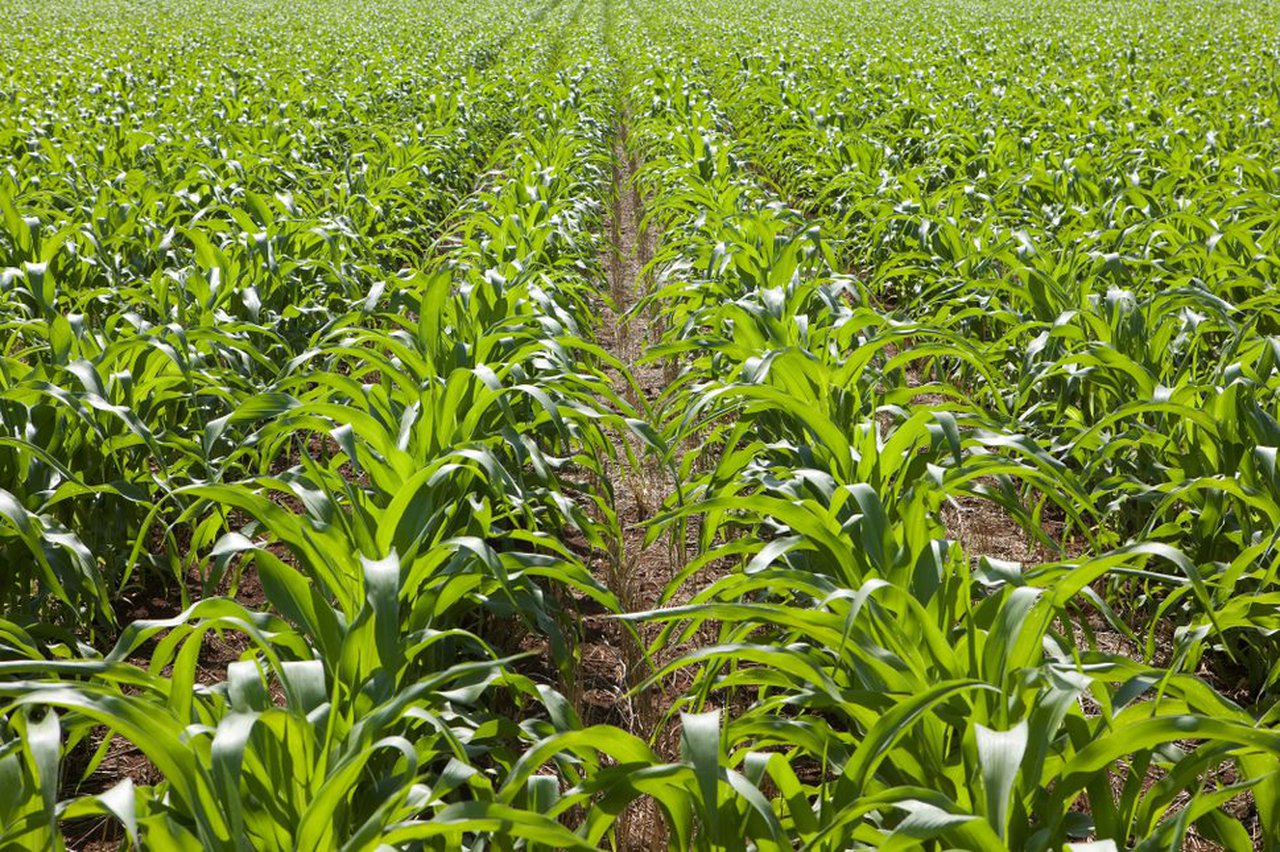 Syngenta comprométese con novos obxectivos de innovación para abordar o cambio climático