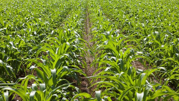 Syngenta comprométese con novos obxectivos de innovación para abordar o cambio climático