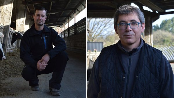 Experiencia con la vacuna contra la mastitis de Hipra