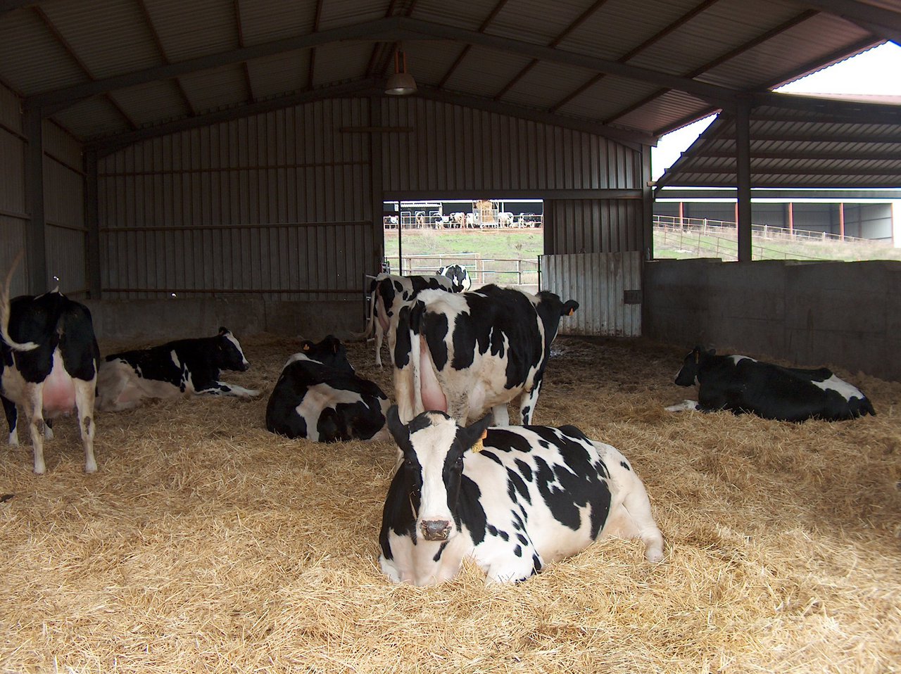 Nanta Dairy Start, el programa para la optimización del bienestar y la longevidad de las vacas