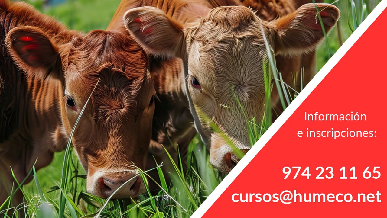 Humeco organiza un curso sobre ecografía reproductiva bovina
