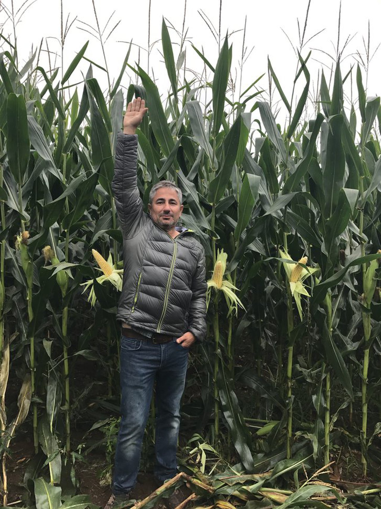 Nutrición integral do millo forraxeiro Agromaster Start Mini + Agroleaf