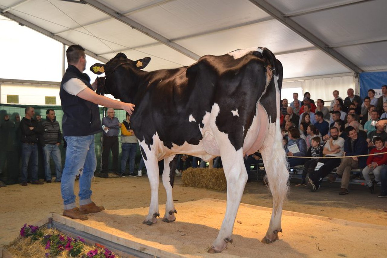 Finaliza la VI Subasta de Ganado Frisón de Boimorto con un volumen de negocio de 31.350 euros