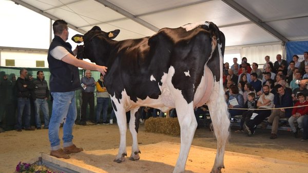 Finaliza la VI Subasta de Ganado Frisón de Boimorto con un volumen de negocio de 31.350 euros