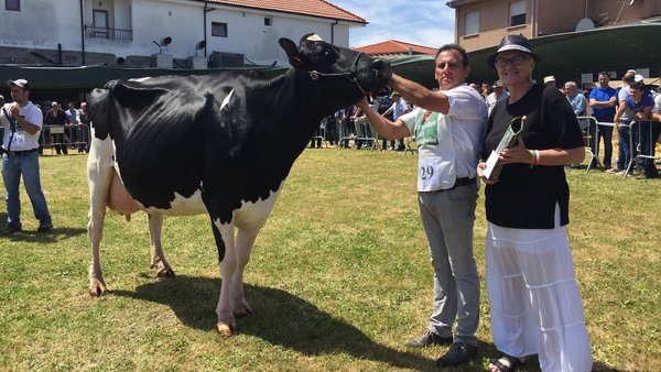 Sarabia Ninfa Delete se proclama vaca gran campeona en Galizano