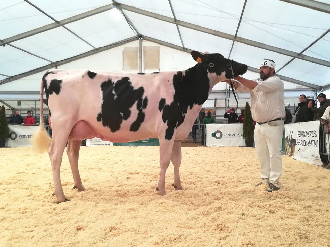 La vaca Marquet Kiona Explode triunfa en el concurso catalán