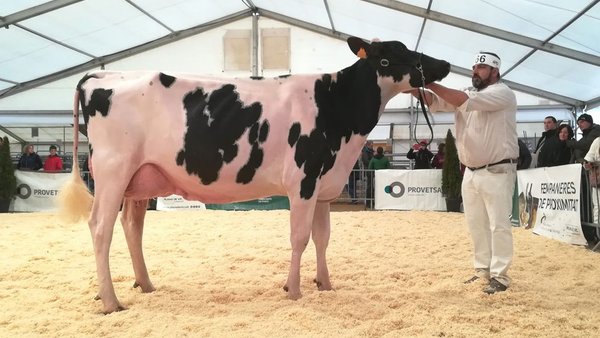 La vaca Marquet Kiona Explode triunfa en el concurso catalán