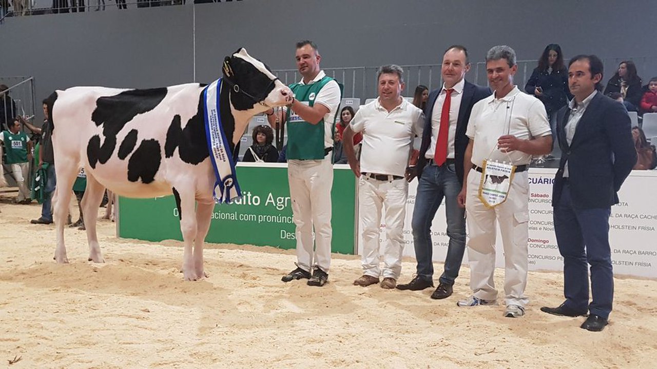 Encanto Mascalese 494, novilla gran campeona en el concurso de Braga