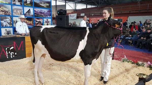Finaliza la Subasta AM de Vegadeo con un volumen de negocio de 69.925 euros