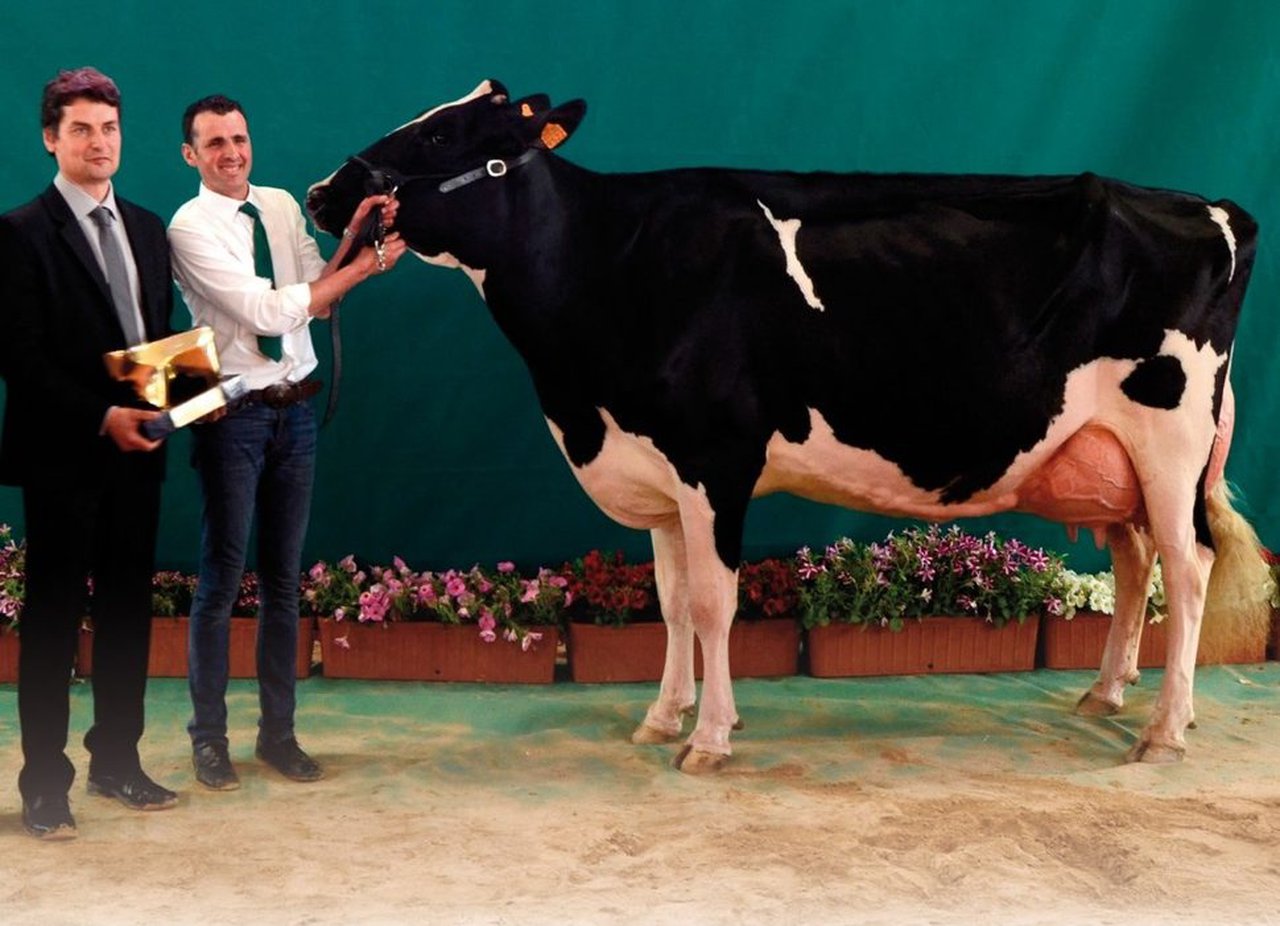 Todo preparado para el segundo Concurso Regional de Raza Frisona de Andalucía
