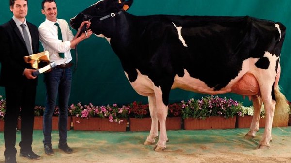 Todo preparado para el segundo Concurso Regional de Raza Frisona de Andalucía