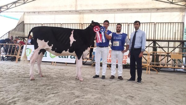 La novilla gran campeona es Carballeiras Jacoby Whitney ET
