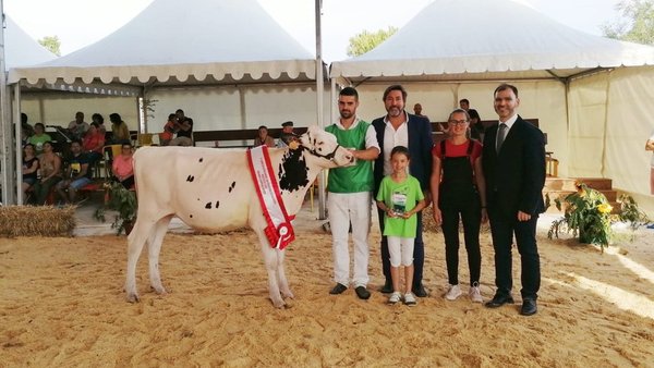 Marrinhas Elude 6388, novilla gran campeona en Murtosa