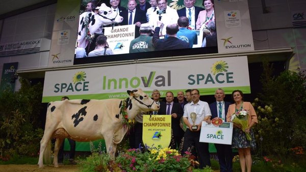 Izella du Mezou, vaca gran campeona del Prim’Holstein Atlantique 2019