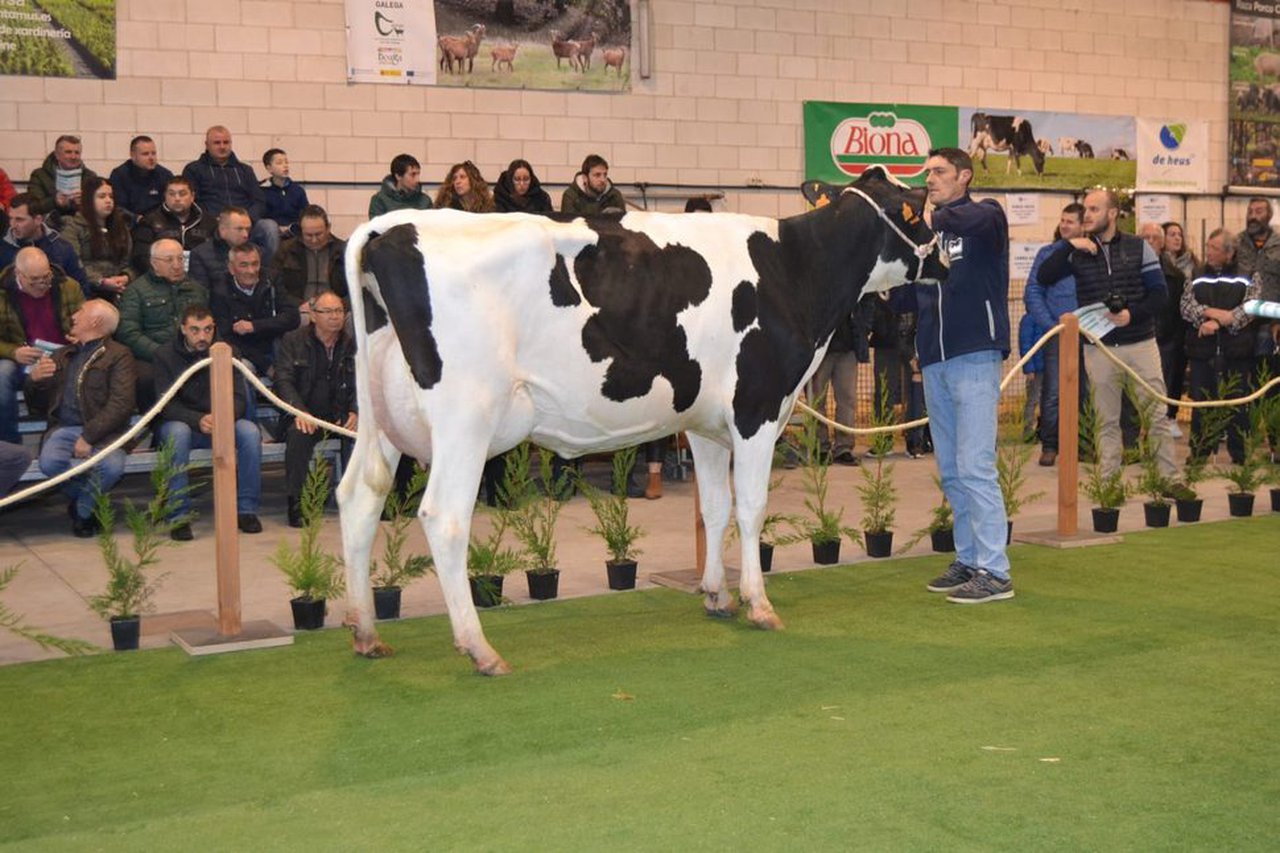 Celebrada la subasta de ganado frisón en Ordes