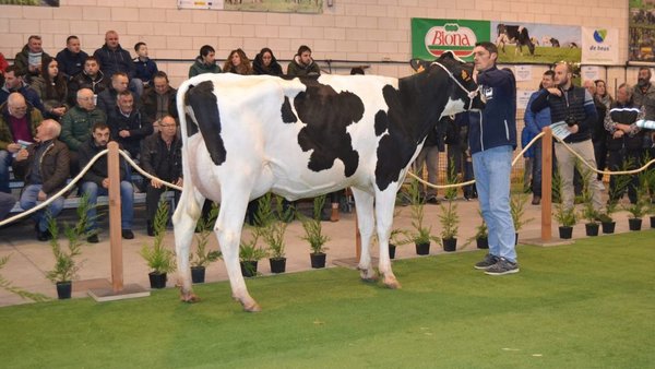 Celebrada la subasta de ganado frisón en Ordes
