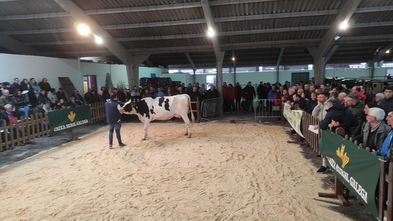 Vendidos los 15 animales presentados en la subasta de Chantada