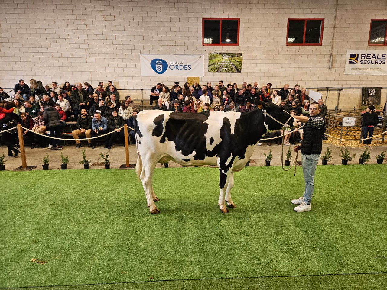 La subasta de Ordes alcanza un precio medio de ventas de 3.478 euros