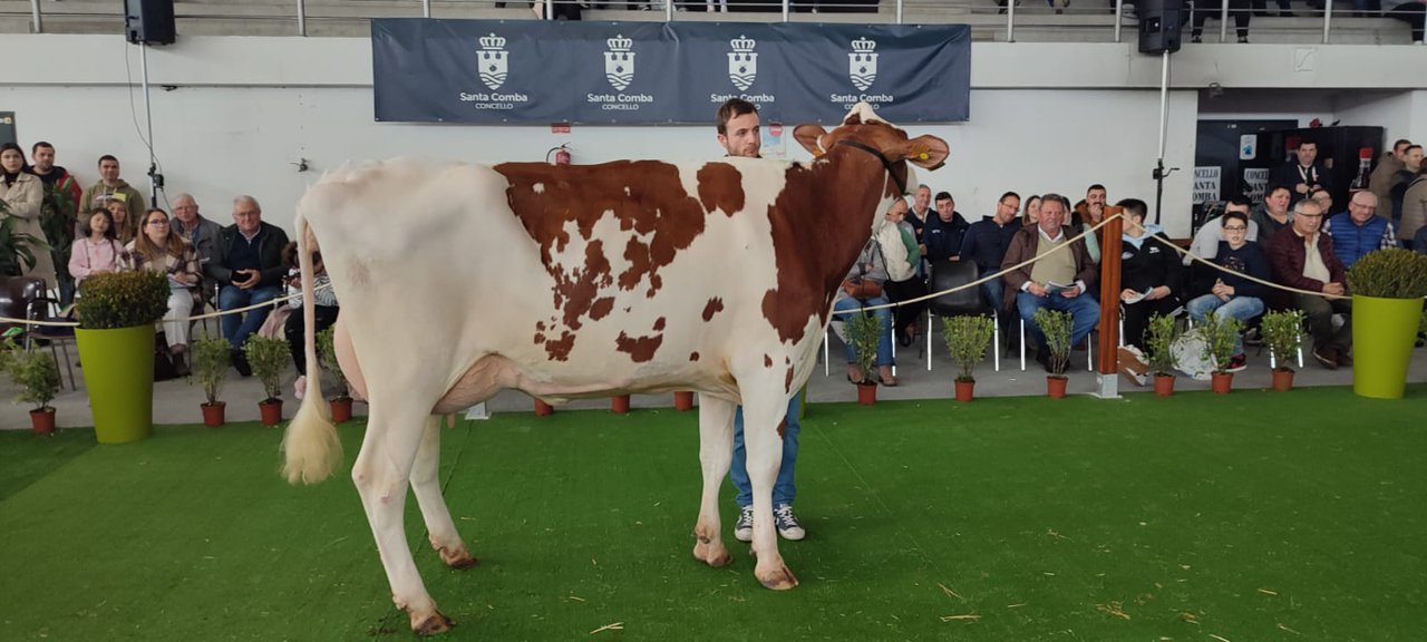 Cundins Amapola Unstopabull, vendido por 5.100 euros en la subasta de Santa Comba