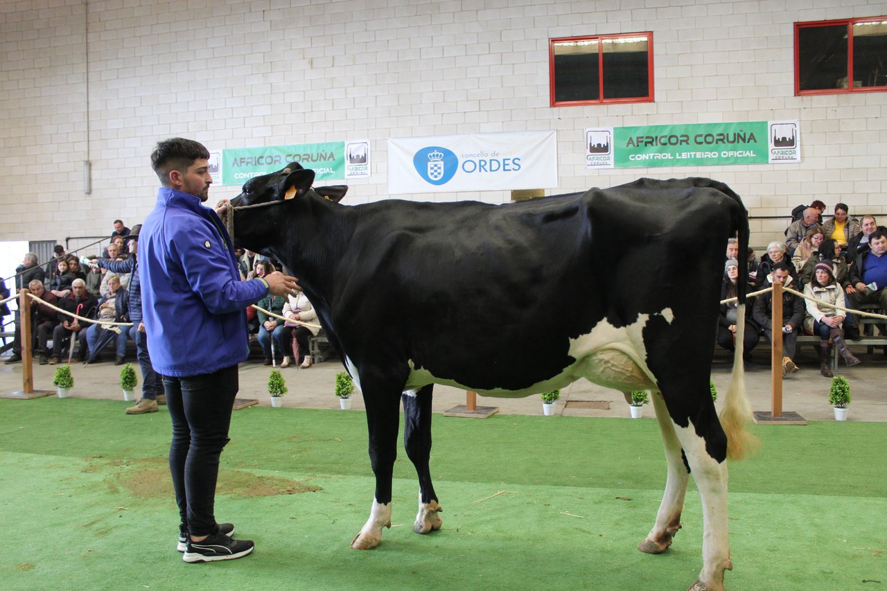 Finaliza la subasta de Ordes, con un precio medio de 3.127 euros
