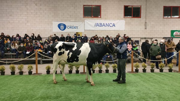 G. Dubra S.C. Scotch 696 alcanza el precio más alto de la subasta celebrada hoy en Ordes