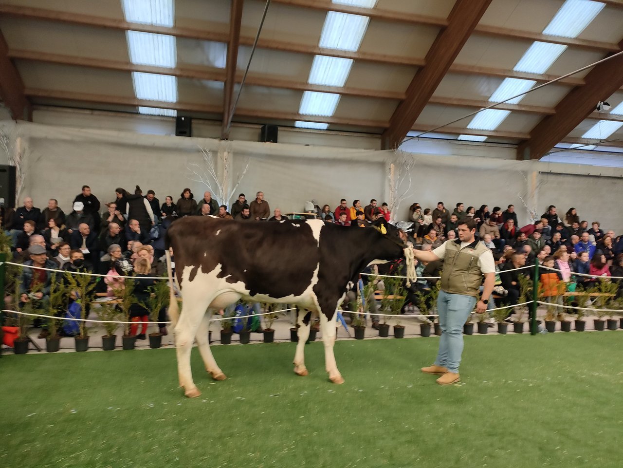 Vendidos todos los animales ofertados en la subasta de novillas de Mazaricos por 72.400 euros