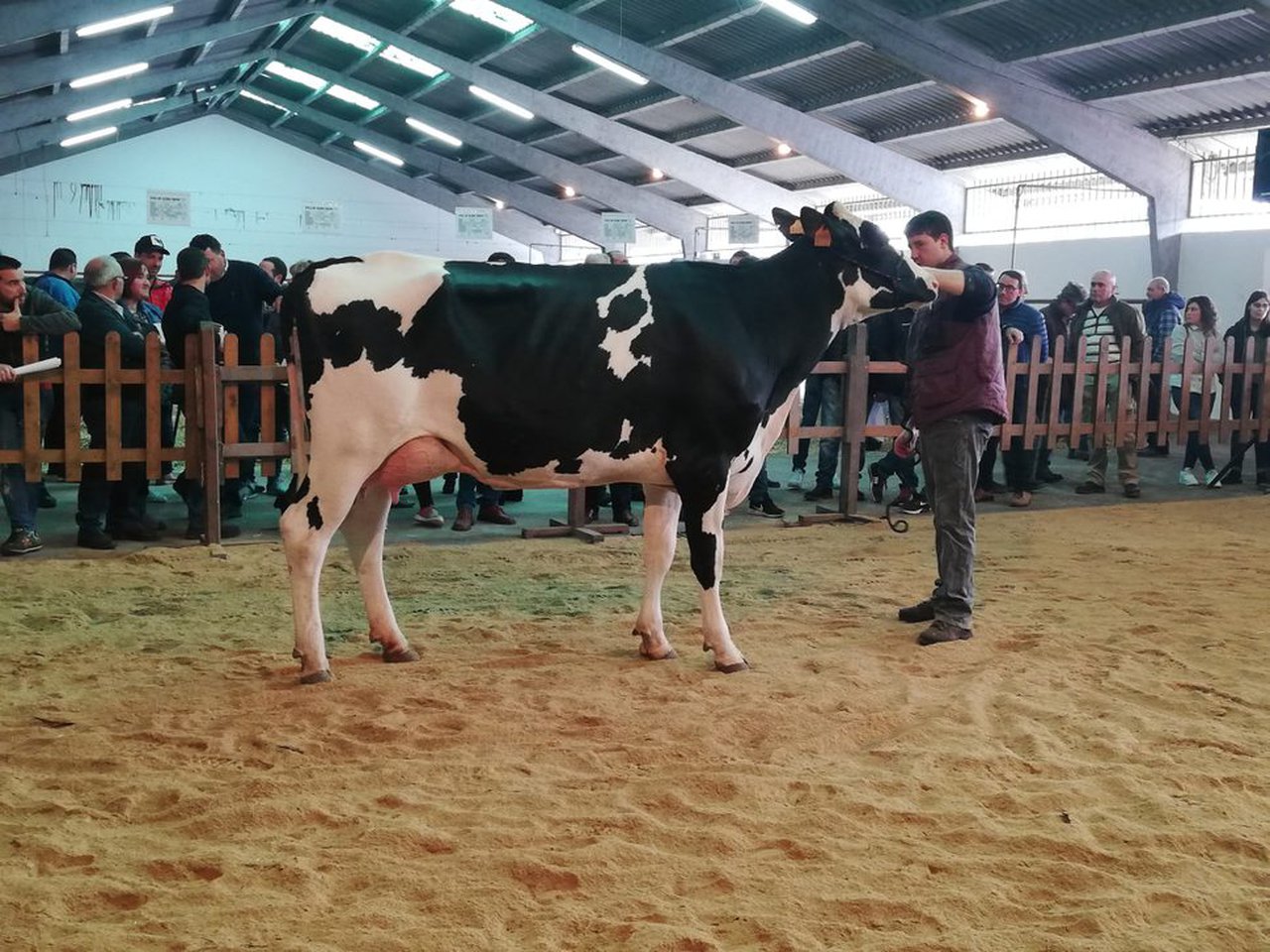 Rego Brasileiro Basilea 8332 alcanza el precio de venta más alto en Chantada