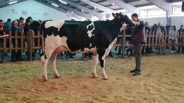 Rego Brasileiro Basilea 8332 alcanza el precio de venta más alto en Chantada