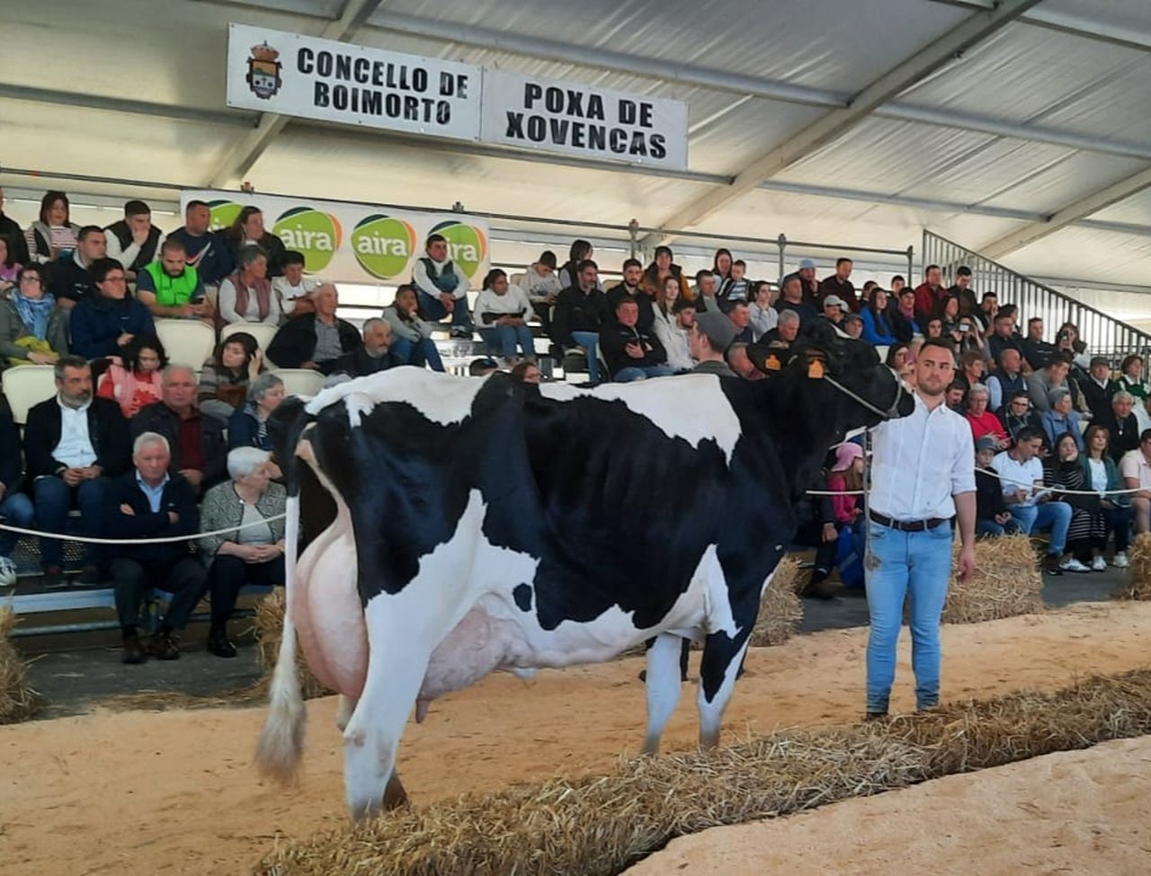 Saamil Torrel 3153, vendida por 6.100 euros en Boimorto