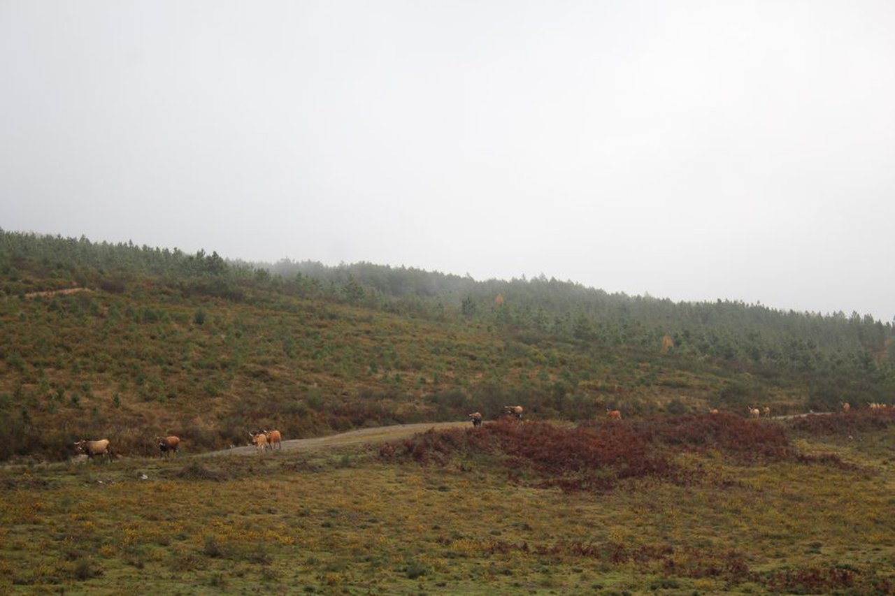 La Xunta prohíbe desde este sábado las quemas agrícolas y forestales de particulares