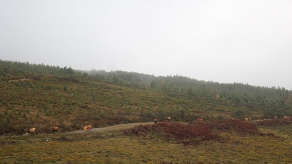 La Xunta prohíbe desde este sábado las quemas agrícolas y forestales de particulares