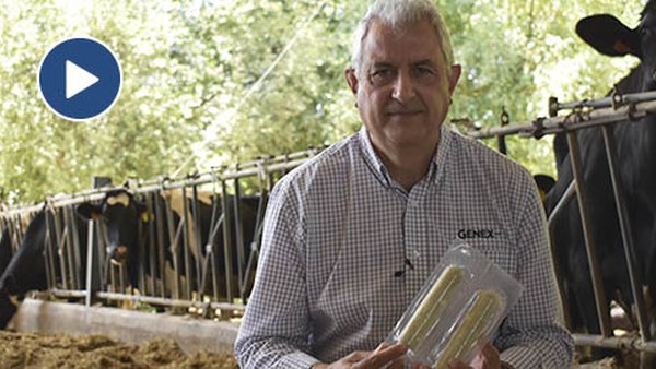 RumiLife® CAL24, unha solución cómoda, eficaz e rendible para as hipocalcemias