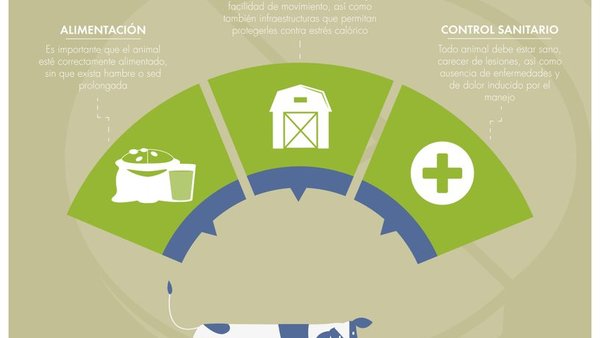 Alimentación e benestar animal unidos na produción de leite