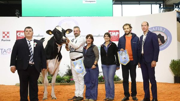 La vaca intermedia campeona de Italia es de origen español