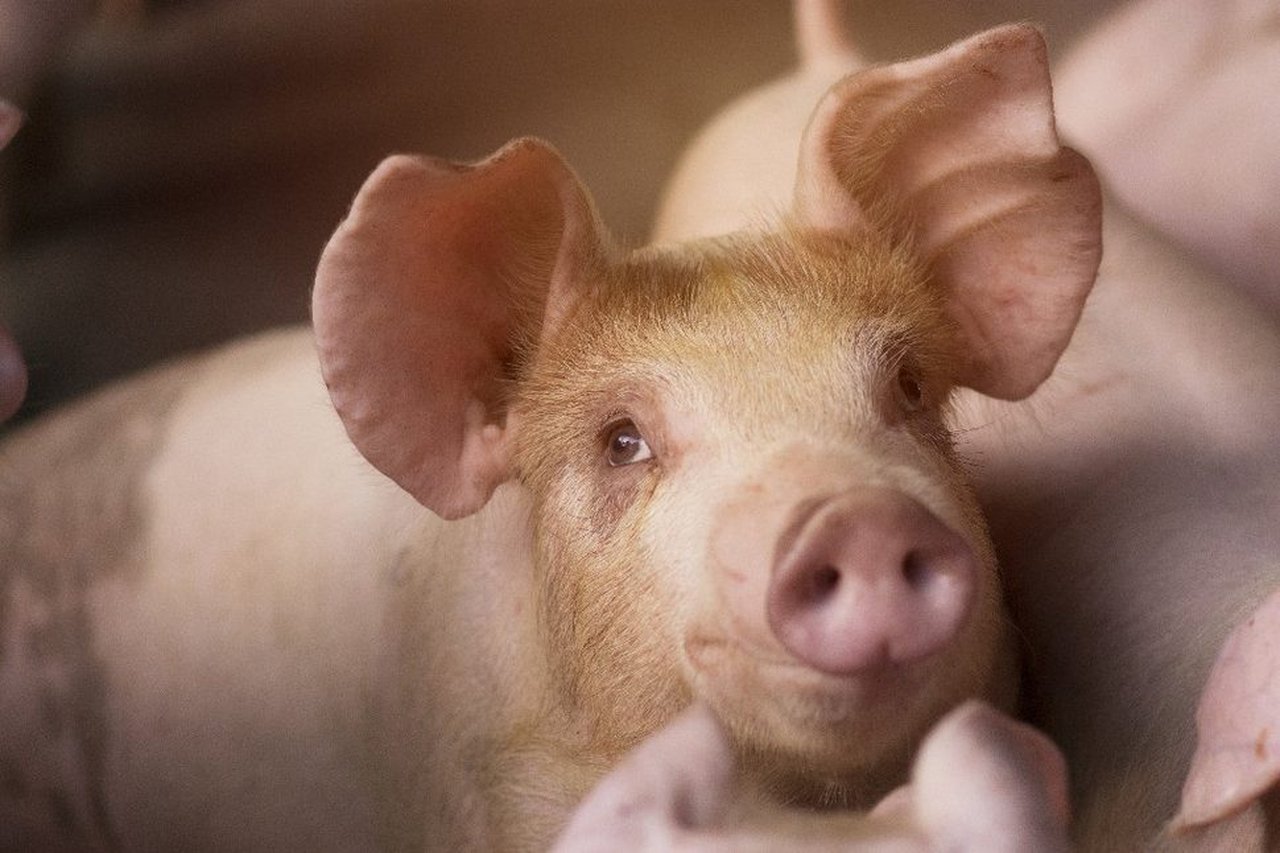 IRTA e AENOR promoven o benestar animal cunha certificación pioneira