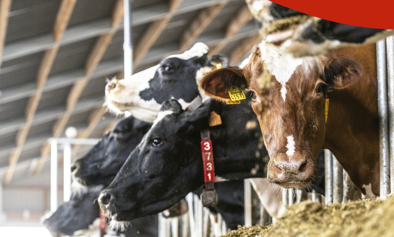Kemin ofrecerá la novena edición de sus jornadas sobre nutrición en vacuno lechero la próxima semana