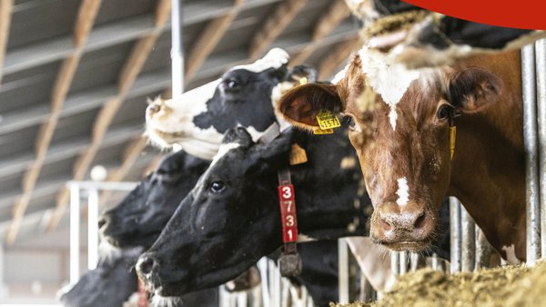 Kemin ofrecerá la novena edición de sus jornadas sobre nutrición en vacuno lechero la próxima semana